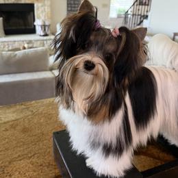Magical My Shot Of Whiskey     Rye - Black tan and white male Biewer Terrier puppy in Granbury, Texas from Magical Biewers