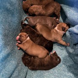American Pit Bull Terrier Puppies from Barajas Family Ranch