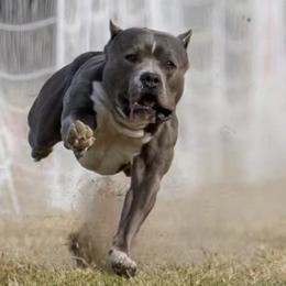 American Bullies from Shock-N-Aw Bullies
