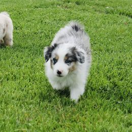 Australian Shepherd Puppies from Real McCoy Australian Shepherds