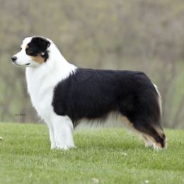 Justice - Australian Shepherd