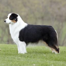 Justice - Australian Shepherd