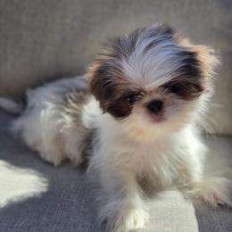 Mater - Blue and white male Shih Tzu puppy in Jenks, Oklahoma from Noble Shih Tzu