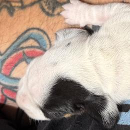 Dachshund Puppies from Witchy Woman’s Wiener’s