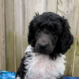 Poodles from Hidden Springs Poodles LLC