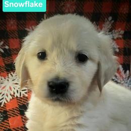 Snowflake - Light golden female Golden Retriever puppy in Fithian, Illinois from LOMAH Retrievers
