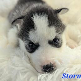 Storm - Black and white male Siberian Husky puppy in Hebron, Kentucky from Glacier Run Huskies