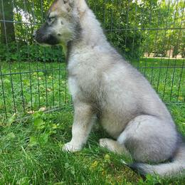 Siberian Husky Puppies from Evereve Kennels