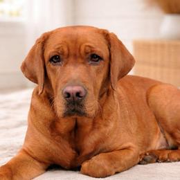 Ginger - Labrador Retriever