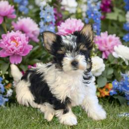 Cady Heron - Black tan and white female Biewer Terrier puppy in El Paso, Texas from BabyCake Biewers