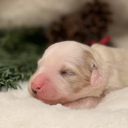 Tori - Parti female Goldendoodle puppy in Boise, Idaho from Goldendoodle Baby