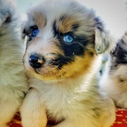 Australian Shepherd and German Shorthaired Pointer Puppies from Twin lakes ridge farm