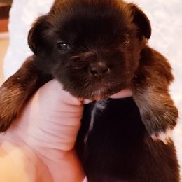 Tibetan Spaniel Puppies from Trillium Tibetan Spaniels