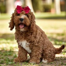 Loretta - Cavapoo