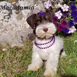 Macadamia - Miniature Schnauzer puppy in Vernal, Utah from High Uinta Schnauzers