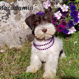 Macadamia - Miniature Schnauzer puppy in Vernal, Utah from High Uinta Schnauzers