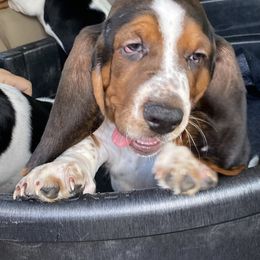 Basset Hound Puppies from 5th Day Farm