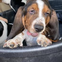 Basset Hound Puppies from 5th Day Farm