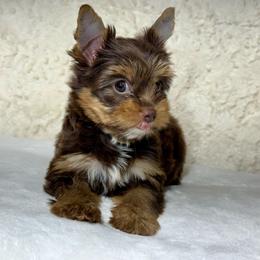 Dorothy - Chocolate and tan female Yorkshire Terrier puppy in Kennesaw, Georgia from Georgia Yorkies