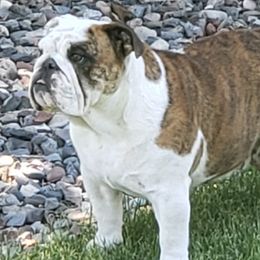 Bulldogs from McCullough Bulldogs