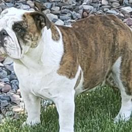 Bulldogs from McCullough Bulldogs