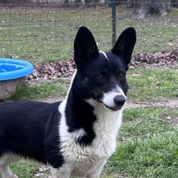 Raven - American Corgi