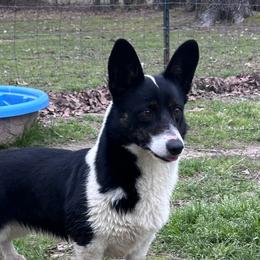 Raven - American Corgi