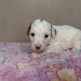 Dove - Parti female Poodle puppy in Stilwell, Oklahoma from LR&R Dog Co.