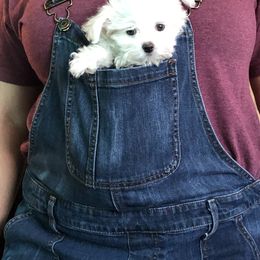 Maltese Puppies from California AKC Maltese & Yorkies