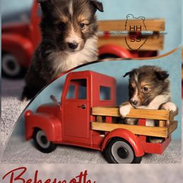 Behemoth - Sable and white male Shetland Sheepdog puppy in Lebanon, Tennessee from Henotic Homestead's Shetland Sheepdogs