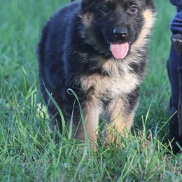German Shepherd Puppies from Valiant Shepherds