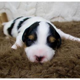 Noelle - Black and white female Bernedoodle puppy in Bowling Green, Ohio from Windy Creek Doodles