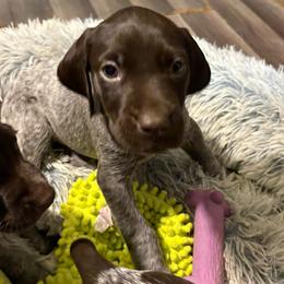Boy 4 - Liver roan male German Shorthaired Pointer puppy in Troy, North Carolina from Uwharrie GSP