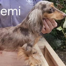 Remi - Dachshund