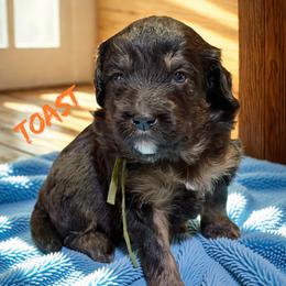 Toast - Sable male Aussiedoodle puppy in Ellenburg Center, New York from Kristin's Puppies