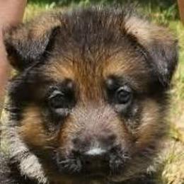 Red Collar Puppy 3 - Black and red male German Shepherd puppy in Central Florida, Florida from Vom Furstenhund