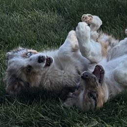 Miniature American Shepherd and Miniature Australian Shepherd Puppies from ShawnMarie Davis