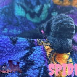 Poodle Puppies from Wanderlust Poodles