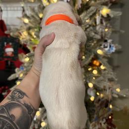 Dash (Dasher) - Lemon and white male Basset Hound puppy in Gulf Breeze, Florida from Breeze Basset Hounds