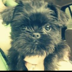 Bernese Mountain Dog and Brussels Griffon Puppies from Brooks Berner Bears