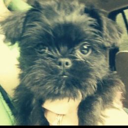 Bernese Mountain Dog and Brussels Griffon Puppies from Brooks Berner Bears