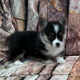 Girl 1 - Black and tan female Pembroke Welsh Corgi puppy in Visalia, California from VIP Stables