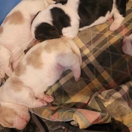 Basset Hounds from Smitty's Basset hounds of Jackson lake