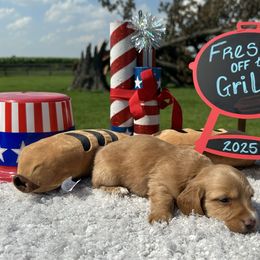 Kennedy - Cream male Dachshund puppy in Chillicothe, Ohio from Brittney's Dachshunds