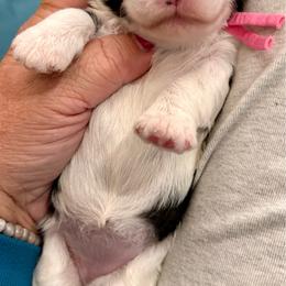 Pink girl - Black and white female Bernedoodle puppy in Lake, Michigan from 3 King Doodles & Poodles