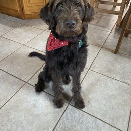 Labradoodle, Poodle, and Sheepadoodle All Grown Up from E-I Farms