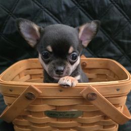 Apollo - Black and tan male Chihuahua puppy in Monterey County, California from Dei’s Chihuahuas