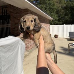 Dachshund Puppies from Rylee’s dachshunds