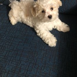 Brecklyn - Maltipoo puppy from Debra Stacey's Maltipoo Puppies