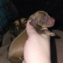 Dasher - Sable male Dachshund puppy in Windom, Minnesota from Aster Creek Dachshunds